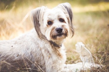 Köpek plastik şişeyle oynuyor. 