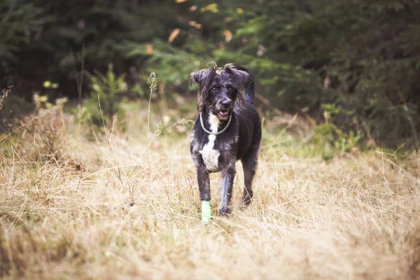 Šťastný Černý Pes Hraje Lese — Stock fotografie
