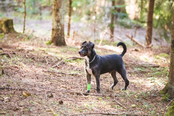 Šťastný Černý Pes Hraje Lese — Stock fotografie