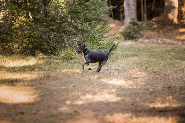 Boldog Fekete Kutya Játszik Erdőben — Stock Fotó
