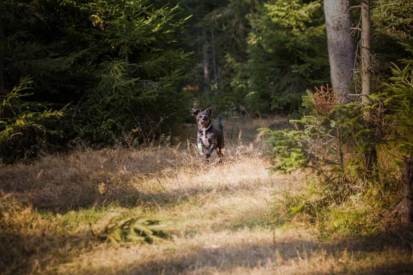 Šťastný Černý Pes Hraje Lese — Stock fotografie