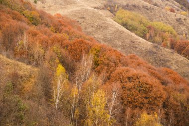 Sonbahar orman renkleri. Sonbahar arkaplanı