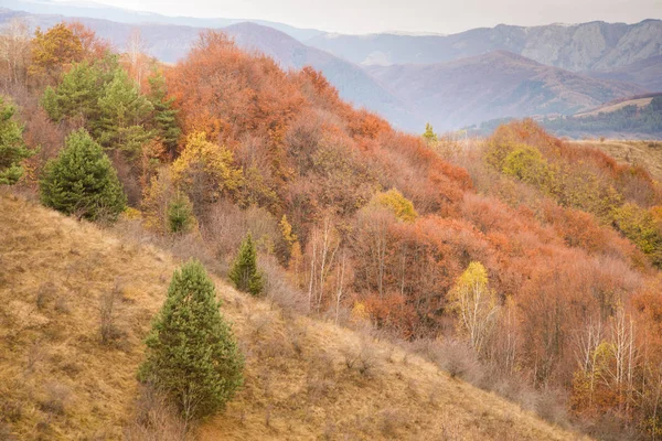 Podzimní Barvy Lesa Podzimní Pozadí — Stock fotografie