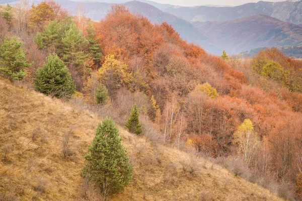 Podzimní Barvy Lesa Podzimní Pozadí — Stock fotografie