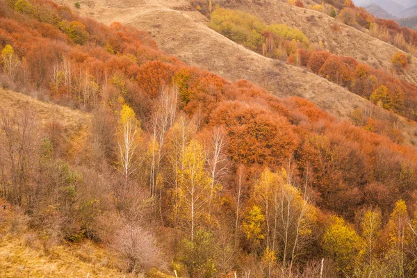 Podzimní Barvy Lesa Podzimní Pozadí — Stock fotografie