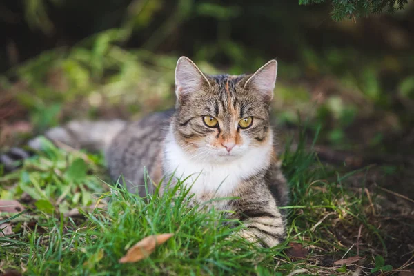 Змішана Прийомна Кішка Саду — стокове фото