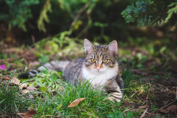 Змішана Прийомна Кішка Саду — стокове фото
