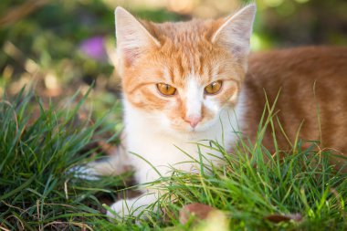 Bahçede oynayan turuncu tekir kedi