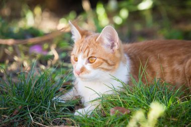 Bahçede oynayan turuncu tekir kedi