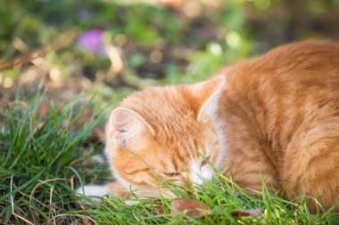Bahçede oynayan turuncu tekir kedi
