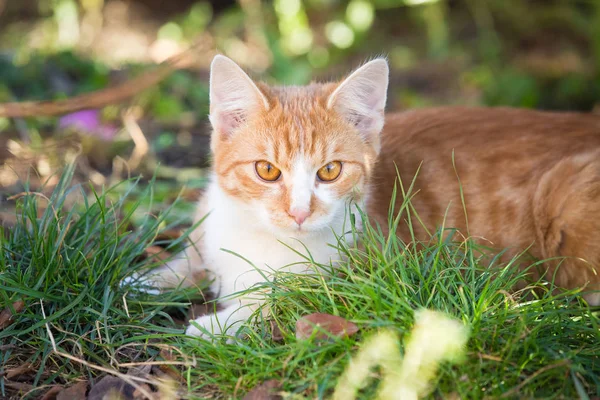 Orange Tabby Cat Playing Garden — Stock Photo, Image