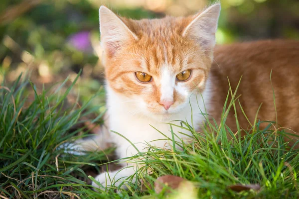 Orange Tabby Cat Playing Garden — Stock Photo, Image