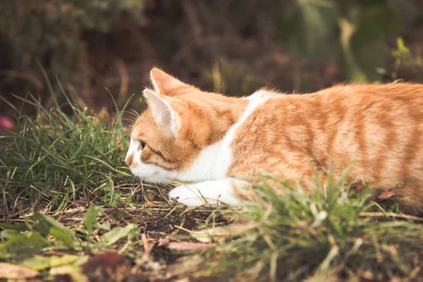 Narancssárga Cica Játszik Kertben — Stock Fotó