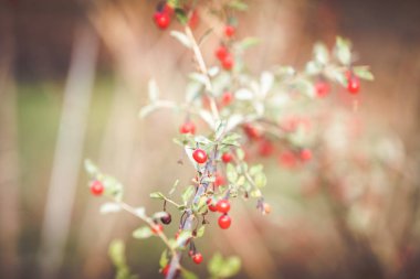Olgun kırmızı goji üzümleri dalda 