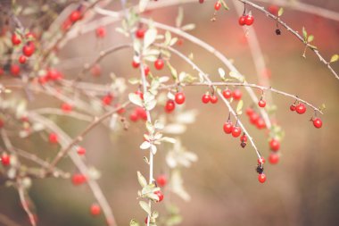 Olgun kırmızı goji üzümleri dalda 