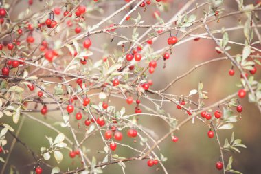 Olgun kırmızı goji üzümleri dalda 