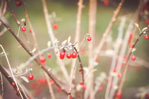 Bacche Goji Mature Rosse Ramo — Foto Stock