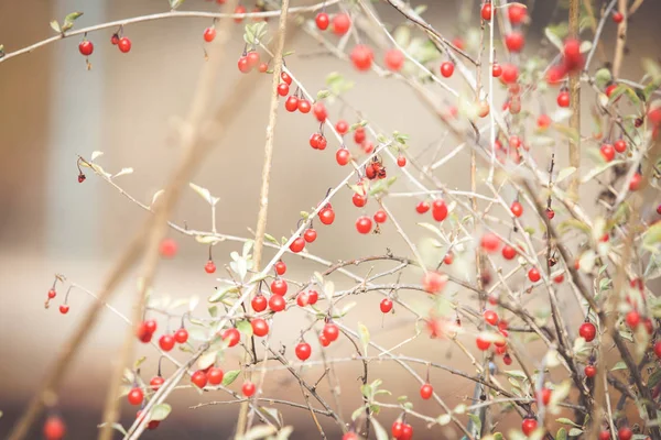 Bacche Goji Mature Rosse Ramo — Foto Stock