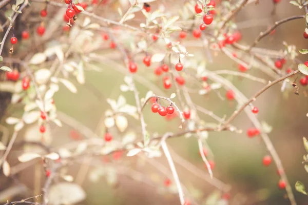 Red Ripe Goji Berries Branch — Stock Photo, Image