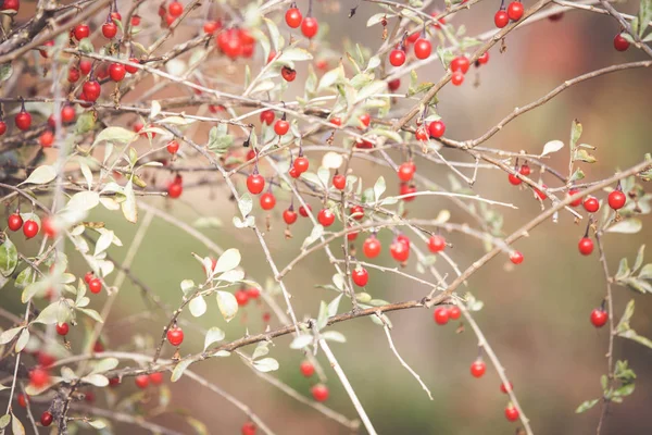 Bacche Goji Mature Rosse Ramo — Foto Stock