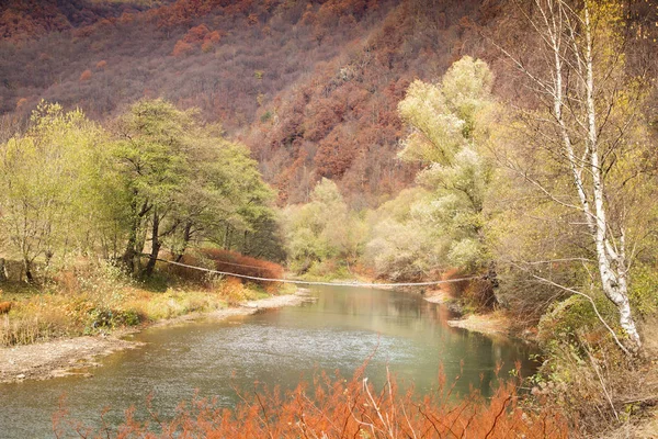 나무로 — 스톡 사진