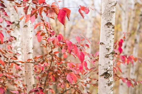 Rode Bladeren Witte Berk Boom Herfst Achtergrond — Stockfoto