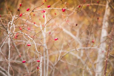 Kırmızı gül üzümü sonbahar arkaplanı 