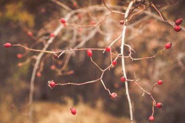 Kırmızı gül üzümü sonbahar arkaplanı 