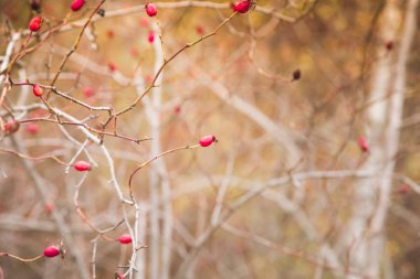 Kırmızı gül üzümü sonbahar arkaplanı 