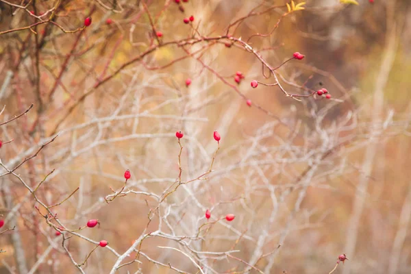 Rote Hagebutten Beeren Herbst Hintergrund — Stockfoto