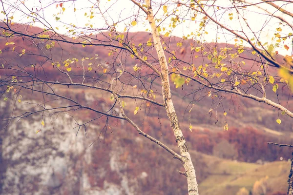 Podzimní Pozadí Březovým Stromem — Stock fotografie