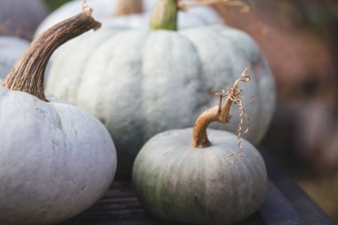 Beyaz balkabakları rustik sonbahar arkaplanı 