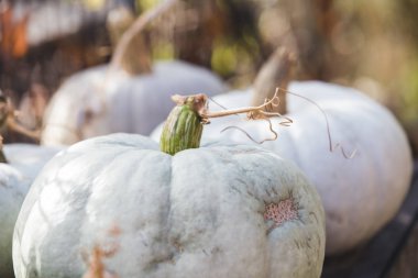Beyaz balkabakları rustik sonbahar arkaplanı 
