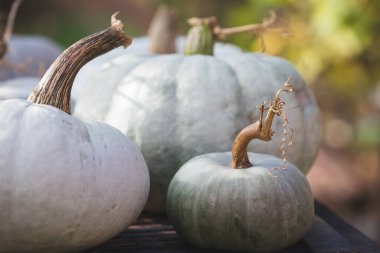 Beyaz balkabakları rustik sonbahar arkaplanı 