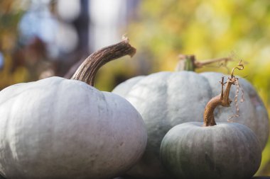 Beyaz balkabakları rustik sonbahar arkaplanı 