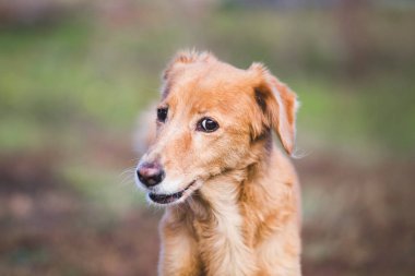 Yaşlı kıdemli köpek. Mutlu melez köpekler.  