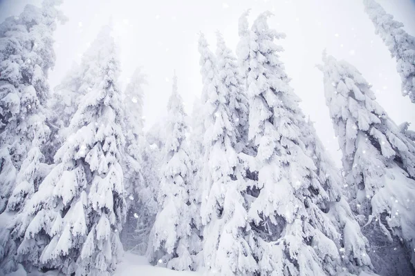 Invierno Maravilla Nieve Abetos Paisaje — Foto de Stock