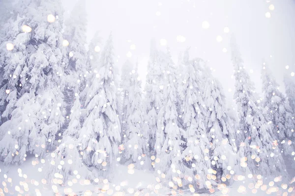 Kış harikalar diyarı karlı köknar ağaçları manzara