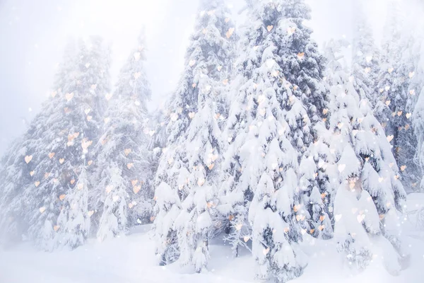 Talven Ihmemaa Lumiset Kuuset Maisema — kuvapankkivalokuva