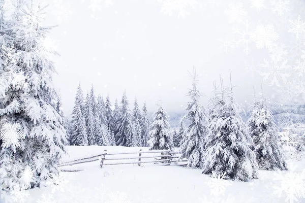 冬の不思議の国雪のモミの木の風景 — ストック写真