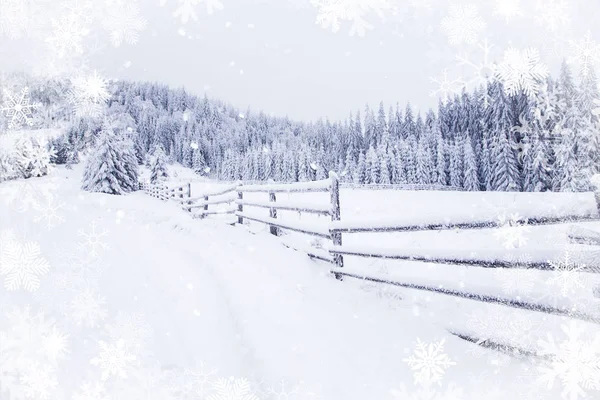 Kış harikalar diyarı karlı köknar ağaçları manzara