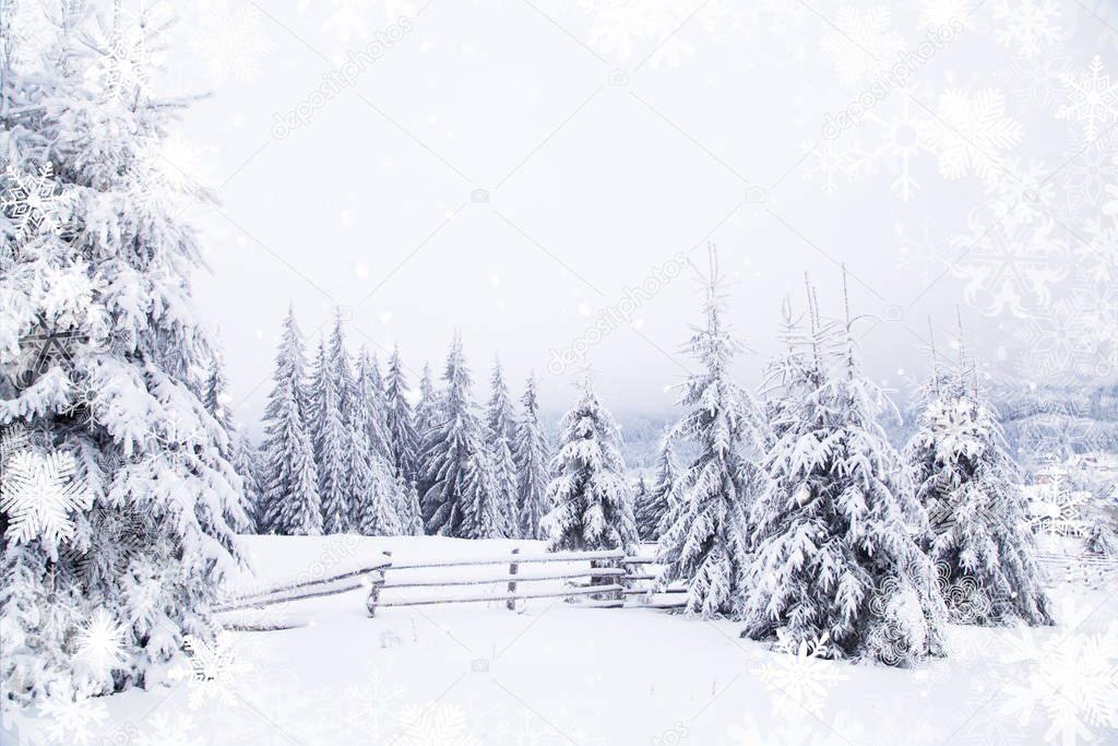 winter wonderland snowy fir trees landscape