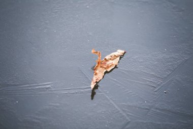 Buzda yaprak olan soyut kış arkaplanı 