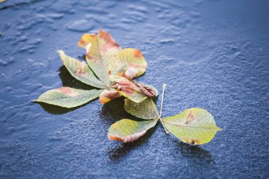 Buzda yaprak olan soyut kış arkaplanı 