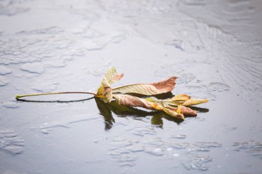 Buzda yaprak olan soyut kış arkaplanı