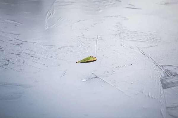 Fondo Invierno Abstracto Con Hoja Sobre Hielo —  Fotos de Stock