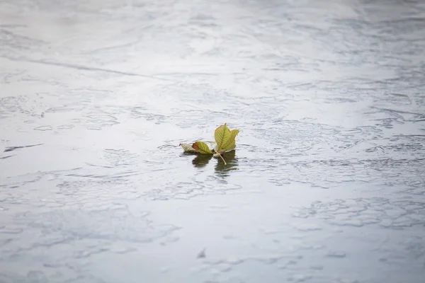 Абстрактний Зимовий Фон Листям Льоду — стокове фото