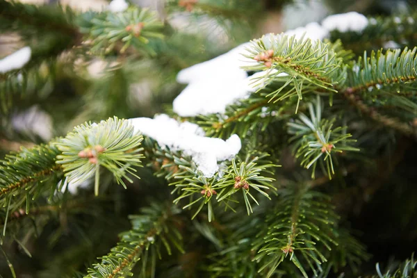 Snowy Fir Tree Branch Winter Background — ストック写真