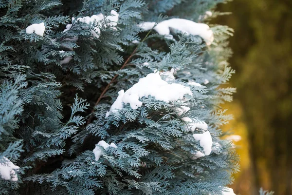 Snöig Gran Gren Vinter Bakgrund — Stockfoto