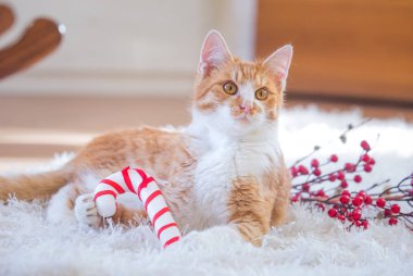 Turuncu kedi Noel süslemesiyle oynuyor.